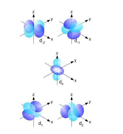 Figure 3: The d orbitals, the beginning of more complex orbital shapes.