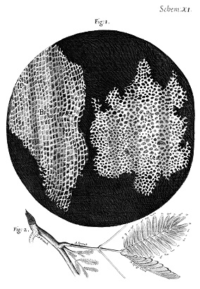 Figure 1: Robert Hooke's depiction of the cells within cork, as described in his book Micrographia.
