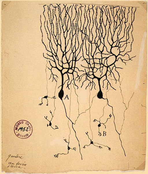 Figure 2: 1899 drawing of Purkinje cells (A) and granule cells (B) from pigeon cerebellum by Santiago Ramón y Cajal.