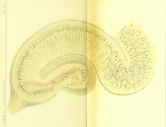 Figure 4: Golgi's drawing of the hippocampus, based on tissues he had stained. From Golgi's 1886 publication 