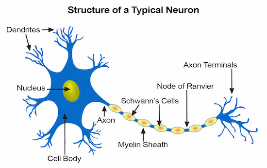 Figure 5: A typical neuron structure consisting of three parts: a cell body (soma), one or more dendrites, and an axon.