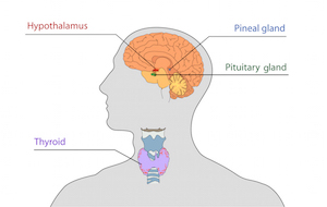 Figure 3: The pituitary and the hypothalamus and their location within the brain.
