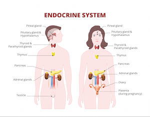 Figure 5: The endocrine system in humans.