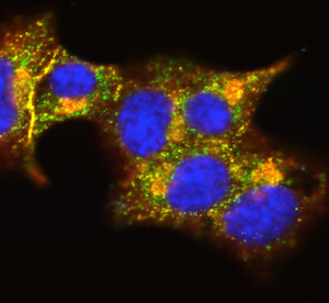 Figure 6: Beta cells (yellow) in the pancreas produce the hormone insulin.