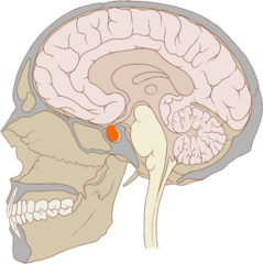Figure 7: Location of the pituitary gland (orange highlight) in the skull.