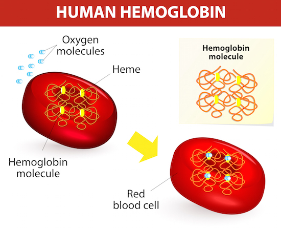 Figure 5: Red blood cells contain hemoglobin molecules, a type of protein that transports oxygen from the lungs (via the heme) and carbon dioxide back to the lungs.