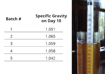 Figura 2: Mediciones de la densidad de la cerveza registradas para cinco lotes del mismo tipo de cerveza en el décimo día de elaboración. La densidad de la cerveza se informa como gravedad específica, que es la densidad de la cerveza dividida por la densidad del agua. La gravedad específica se mide típicamente con un hidrómetro, como se muestra a la derecha. Cuanto más alto flota el hidrómetro, mayor es la densidad del fluido que se está probando.