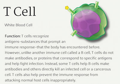 Figure 2: T-lymphocytes, or T cells, are a type of white blood cell that plays an important role in the body’s immune response.