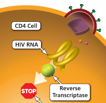 Figure 5: Nucleoside reverse transcriptase inhibitors (NRTIs) block the HIV enzyme reverse transcriptase. Since HIV uses reverse transcriptase to convert its RNA into DNA (the process of reverse transcription), by blocking the process prevents HIV from replicating.