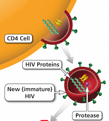 Figure 6: Protease inhibitors block the HIV enzyme protease. By doing so, protease inhibitors prevent new HIV from becoming a mature virus that can infect other CD4 cells.