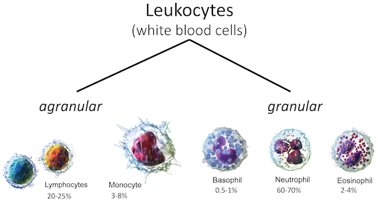 Figure 5: Leukocytes, or white blood cells, are classified into two groups: granular and agranular. Each of these groups are further broken down into different subtypes. (Leukocyte images via 