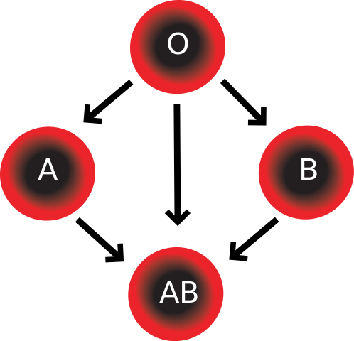 Figure 8: The compatibility of different blood types.