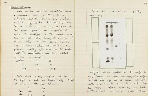 Figure 7:  A page from Frederick Sanger's notebook, detailing work on cow and pig insulin. On the right is one of his paper chromatograms.