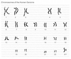 Figure 1: The genome is the entire set of genetic instructions found in a cell. In humans, the genome consists of 23 pairs of chromosomes (found in the nucleus), plus a small chromosome (found in the cells' mitochondria).