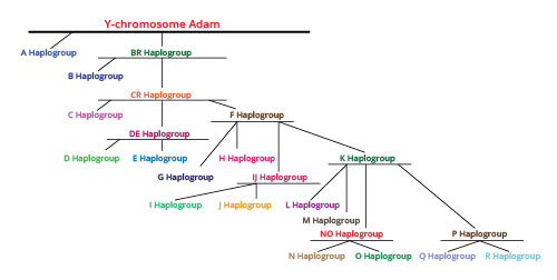 Figure 2: This family tree traces various branches all stemming back to a common ancestor of all Y-chromosome haplotypes. This common ancestor is called Y-MRCA, for 