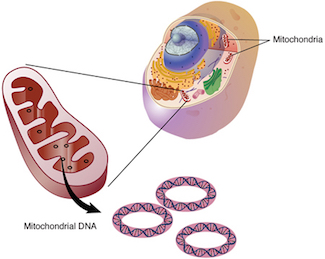 Figure 4: Mitochondria are the “power suppliers” for the cell, generating most of the ATP used in cell processes through the conversion of nutrients into energy. Mitochondria, along with mitochondrial DNA (mtDNA), are passed from mother to offspring.