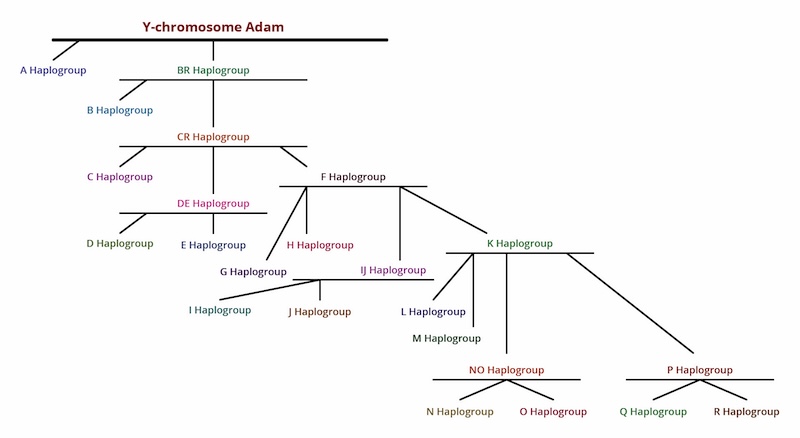 Figure 2: This family tree traces various branches all stemming back to a common ancestor of all Y-chromosome haplotypes. This common ancestor is called Y-MRCA, for "most recent common ancestor," or Y-chromosome Adam.