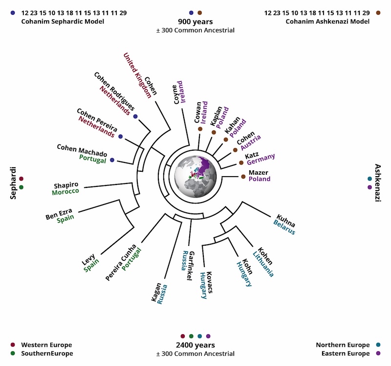Figure 3: A haplotype tree diagram of the Kohanim population's Y-chromosomal family tree.