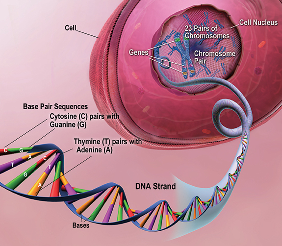Figure 2: Illustration of genes, chromosomes, and DNA components.
