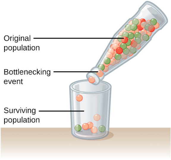 Figure 5: When a catastrophic event kills off a large portion of a population and a small group of survivors is left to repopulate, it is a type of genetic drift known as the bottleneck effect. It results in a smaller gene pool and a different mix of allele frequencies.