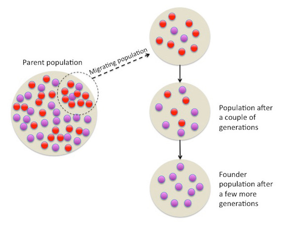 Figure 6: When a portion of a population is separated, like when settlers leave for a new location - a type of genetic drift called the founder effect occurs. The separated population's genetic makeup starts to change and, over time, match that of the founding men and women.