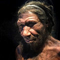 Figure 2: A model of a Neanderthal (H. neanderthalensis) man.