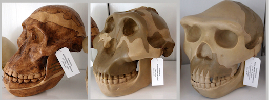 Figure 6: Three models of skulls - A. africanus (left), A.
 boisei (center), H. erectus (right).
