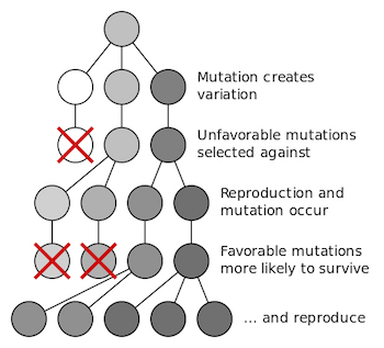 Figure 1: A representation of how natural selection occurs, from the appearance of a mutation to the change in a population.