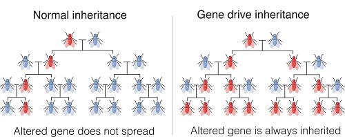 Figure 8: An illustration of gene drive, where a trait is spread to other members of the same species.