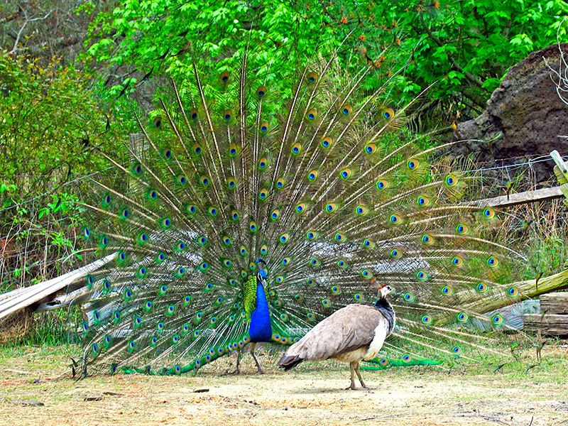 Figura 3: Un pavo real macho intenta atraer a una pareja mostrando su colorido penacho.