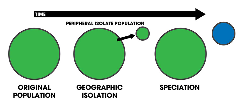 Figura 7: En este diagrama, una pequeña población (azul) queda aislada en la periferia de la población central (verde), evolucionando hacia una especie separada.