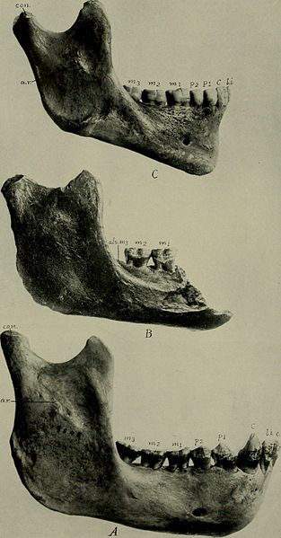 Figure 4: A comparison of the Piltdown Man jaw (B, center) to an orangutan jaw (A, bottom) and a modern human (C, top).