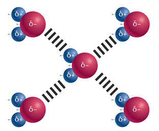 Figure 2: Hydrogen bonds between water molecules. The slight negative charge on the oxygen atom is attracted to the slight positive charge on a hydrogen atom.