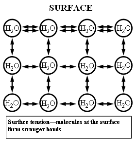 Figure 5: Water molecules at the surface form stronger hydrogen bonds between them than do molecules in the rest of the water. These stronger bonds are responsible for surface tension.