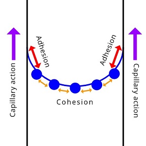 Figure 7: The attraction of water molecules to the sides of a narrow vessel (adhesion, red arrows) is stronger than the cohesion (orange arrows) drawing water molecules together. The result is capillary action, in which the force of adhesion pulls the fluid upwards (purple arrows).