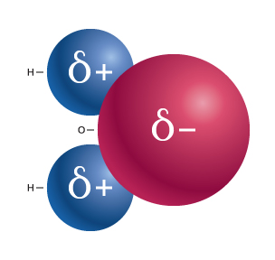 Figure 1: The dipoles arise in a water molecule because of unequal sharing of electrons.