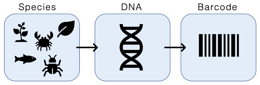Figure 1: Depiction of the relationship of a short DNA barcode to the entire DNA molecule from an individual of a species.