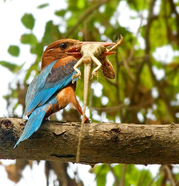 Figure 5: White-throated Kingfisher (Halcyon smyrnensis) who captured a lizard.