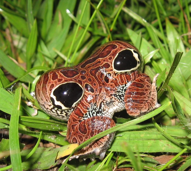 Figure 7: Cuyaba dwarf frog (Physalaemus nattereri) in Brazil doing a startle display.