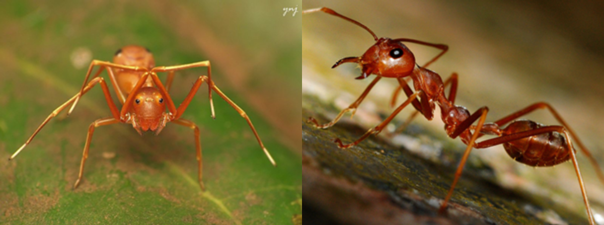 Figure 8: Which is the ant, and which is the harmless ant-mimicking spider?