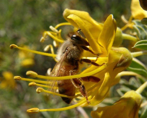 Figure 11: Bee in a bladderpod (Peritoma arborea) flower.