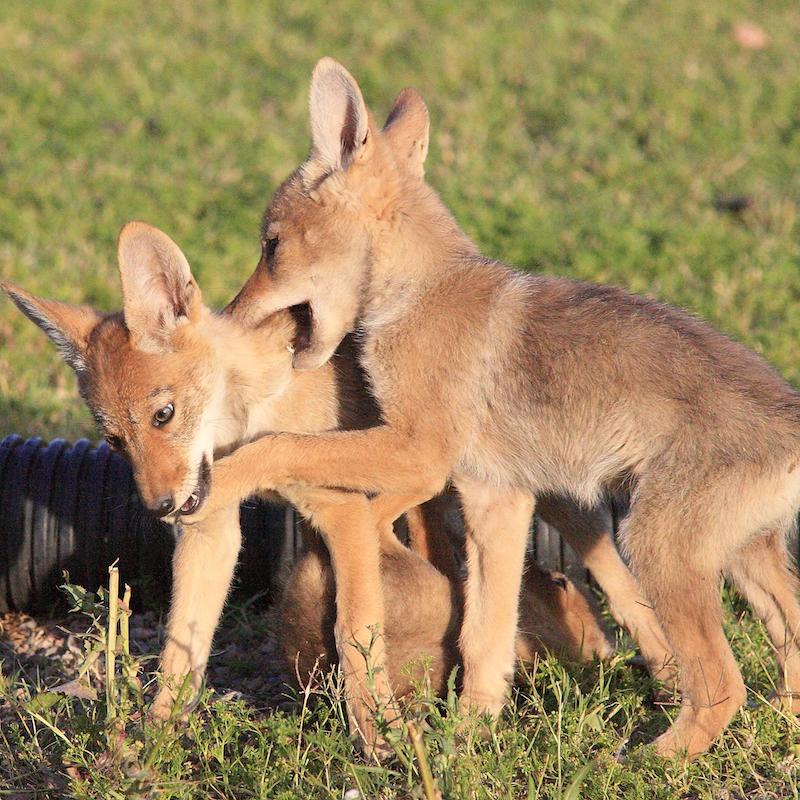 Figure 1: Coyote pups in Mesa, Arizona.