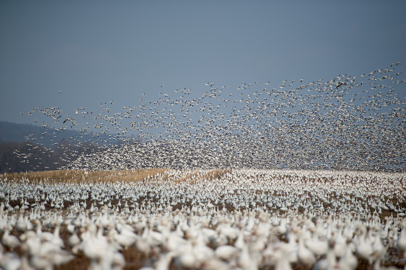 Figure 4: Snow Geese (Anser caerulescens) making a pit stop in a field in Pennsylvania during their annual migration.
