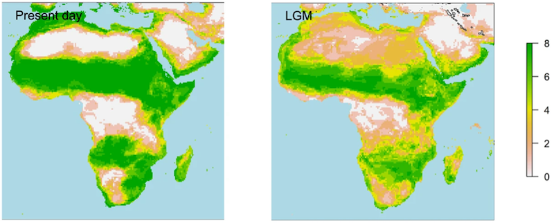 Figure 5: Winter range of Common Quail today (left) compared to winter range during LGM (right). Scale represents number of occurrences across multiple models.