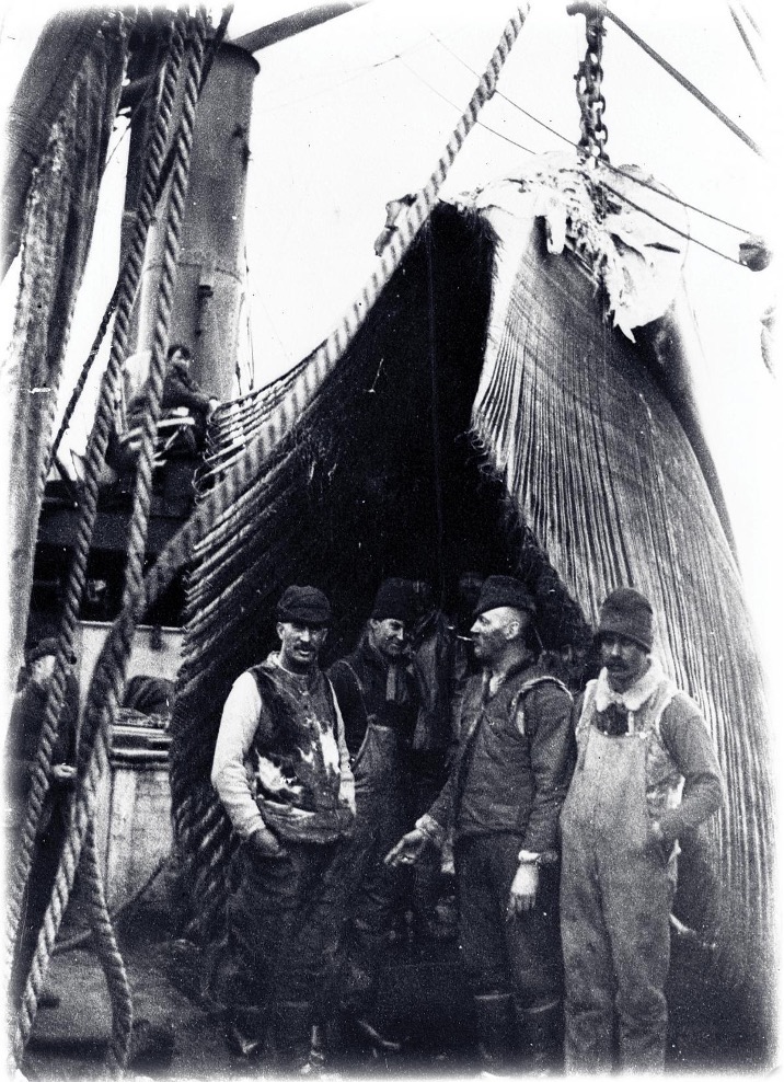 Figure 4: Four Men Posing Under Baleen Hanging on the Deck of a Whaleship, undated, shows the size of right whale baleen, a keratin material in the upper jaws of filter-feeding whales.