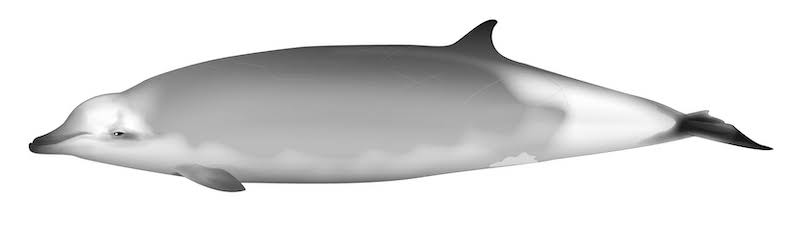 Figure 15: Ramari’s beaked whale (Mesoplodon eueu), a newly discovered species named after Ramari Stewart.