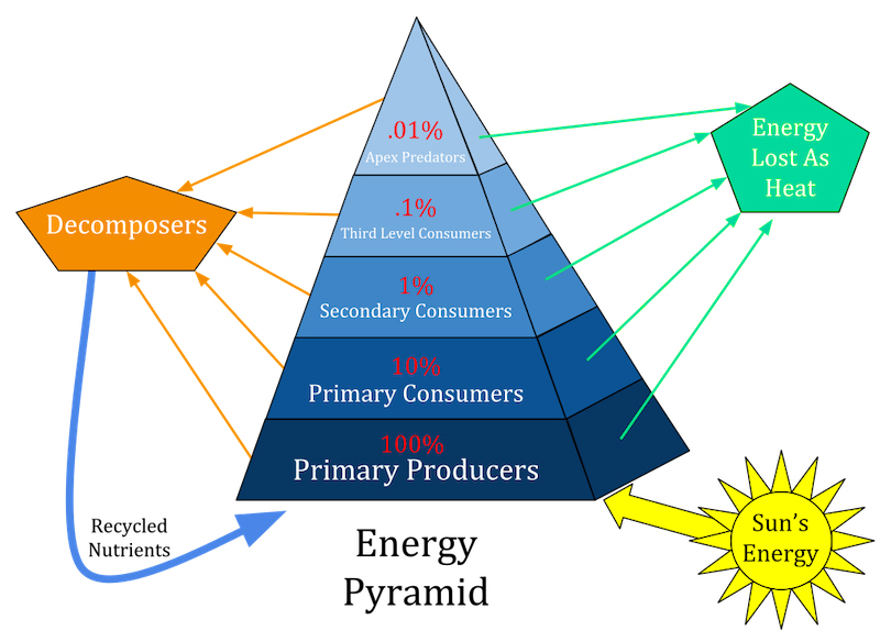 Figura 3: Pirámide energética.