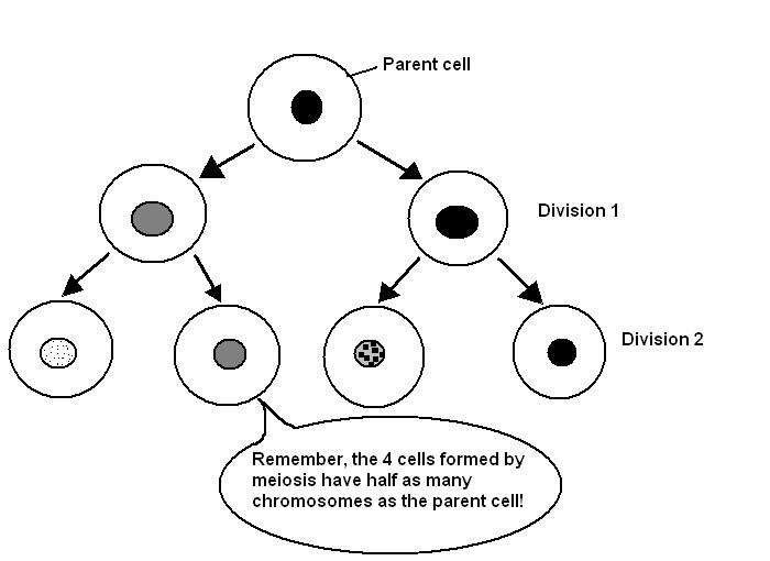 Figure 7: The two cell divisions in Meiosis.