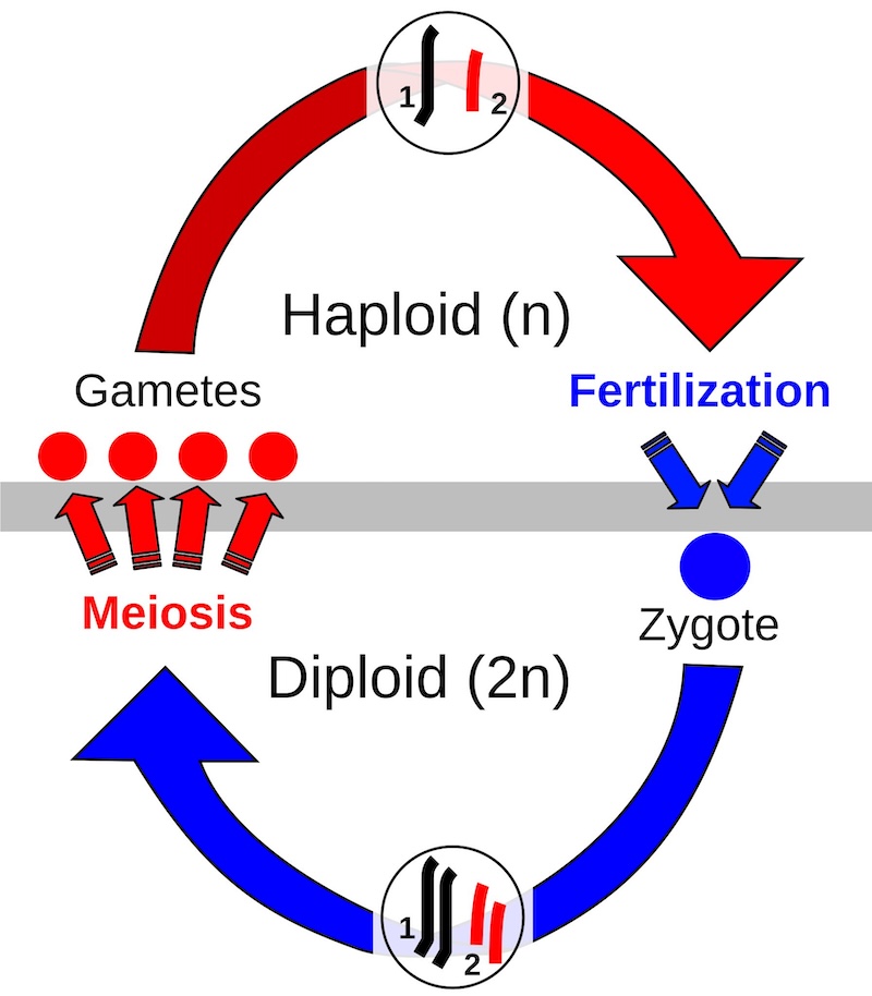 Figure 8: Fertilization restores diploidy.