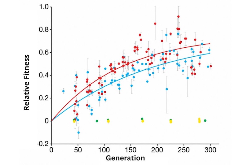 Figure 6: Fitness of asexual (blue) and sexual (red) yeast strains in harsh environments over time